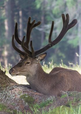 deer in the farm