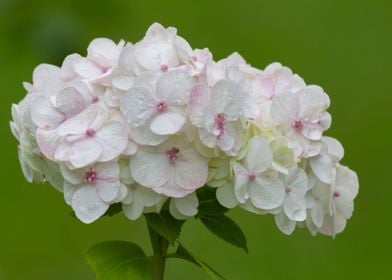 hydrangea in bloom