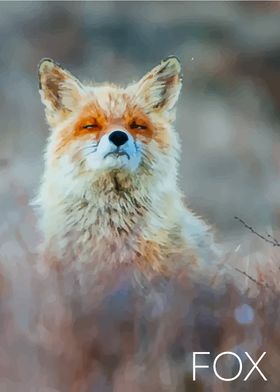 fox