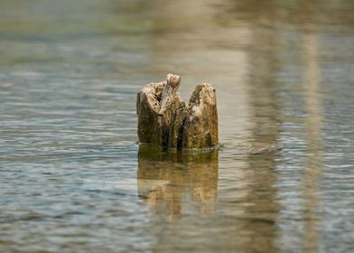 reflection and tree 