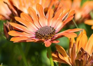 daisy in the garden