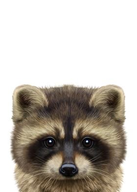 Cute Raccoon