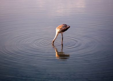 orange flamingo eat water