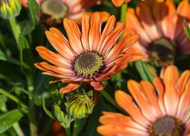 daisy in the garden