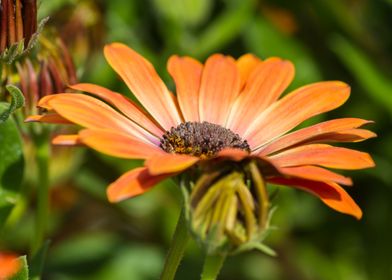 daisy in the garden