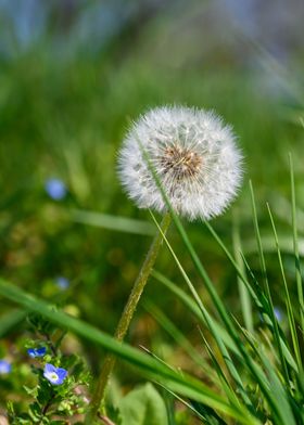 The flower of autumn