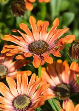 daisy in the garden