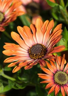 daisy in the garden