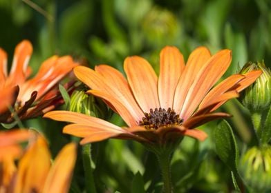 daisy in the garden