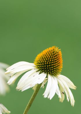 Blooming flower