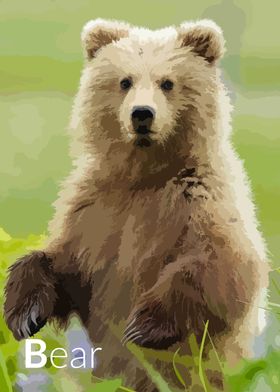 Bear