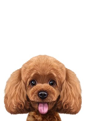 Cute Poodle Dog