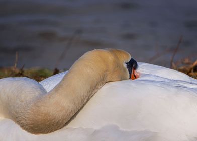 sleeping white swan