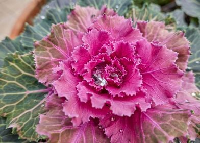 Brassica oleracea plant 