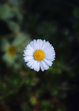 White flower