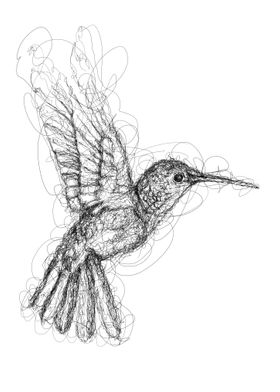 himmingbirdscribbleart