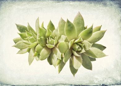 succulent plant 