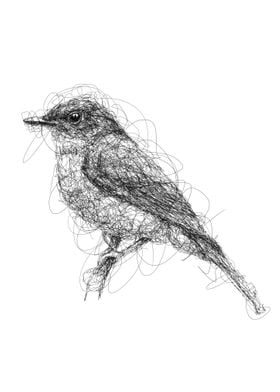 eastbluebird scribble art