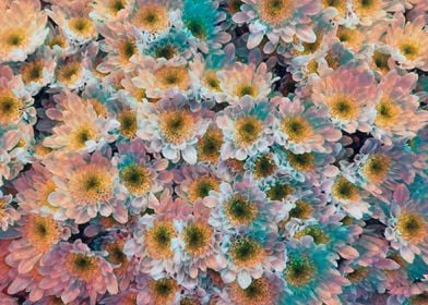 abstract daisy in bloom 