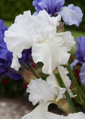 iris in bloom