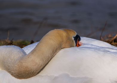 sleeping white swan