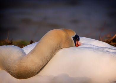 sleeping white swan