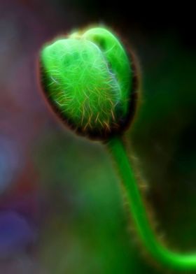 bud flower in the garden