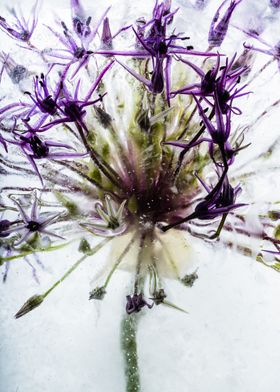 Allium in ice 2