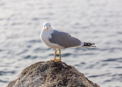 seagull resting on the roc