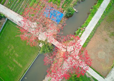 Air view bombax blossoms