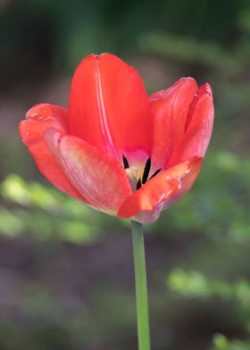 tulip in the garden