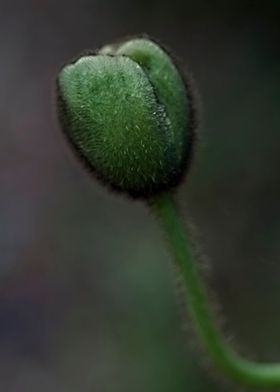 bud flower in the garden