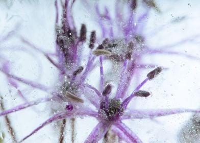 Allium in ice 3