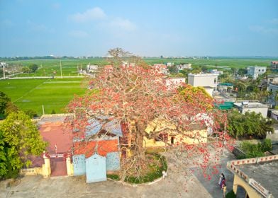 Bombax blossoms in Spring