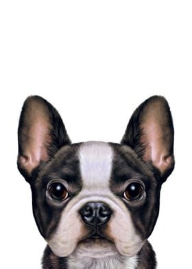 Cute French Bulldog