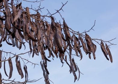 carob on the tree