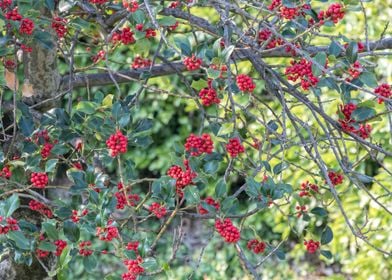 ilex aquifolium tree 