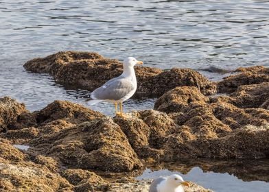 seagull resting on the roc