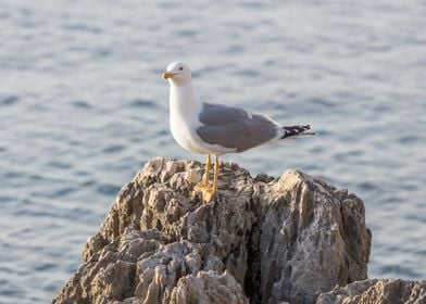 seagull resting on the roc