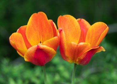 tulip in the garden