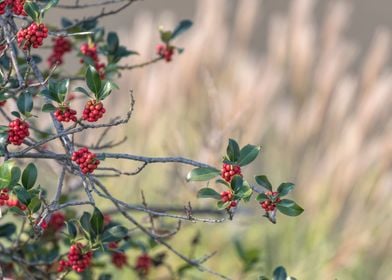 ilex aquifolium tree