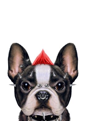 Punk Rock French Bulldog