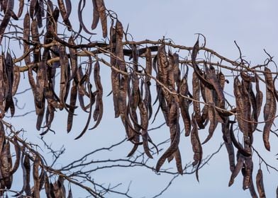 carob on the tree