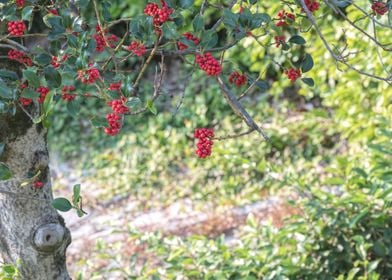 ilex aquifolium tree