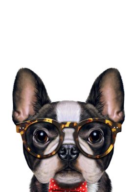 Dandy French Bulldog