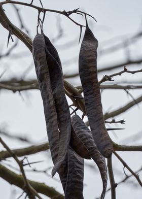 carob on the tree