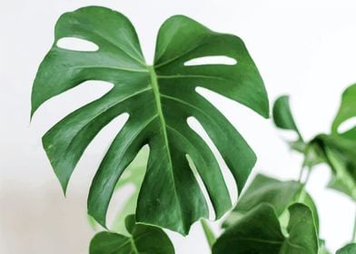 monstera pattern