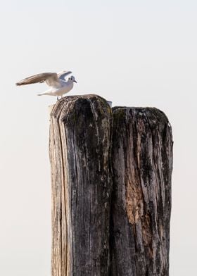 seagull rest on wooden 