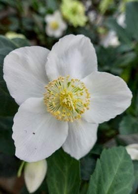 flower in the garden