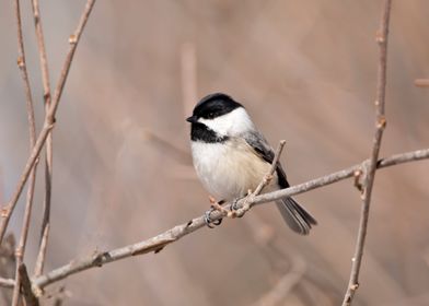 Cute chickadee bird